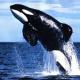 Image of breaching killer whale